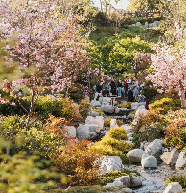 A group of diverse people admiring cherry blossom trees and the surrounding gardens in the Japanese Friendship Garden.
