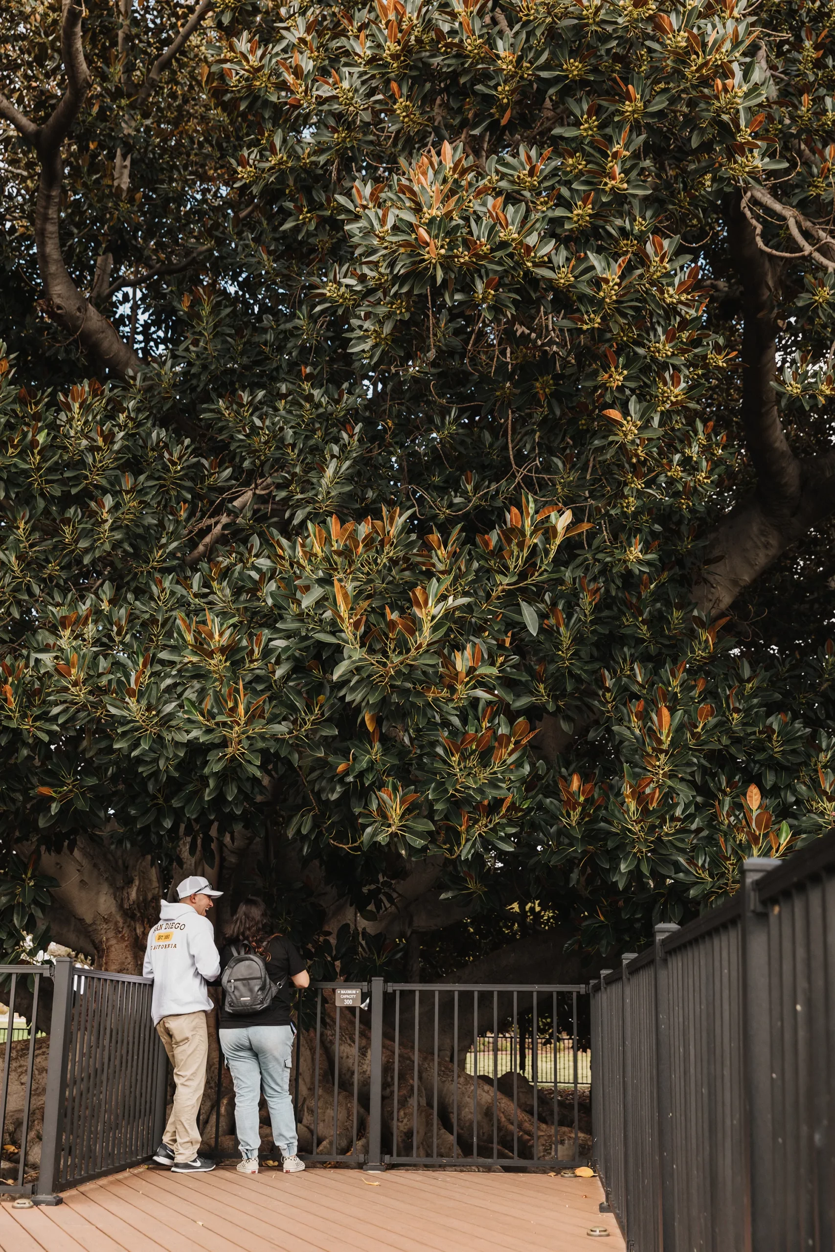 Moreton Bay Fig Tree