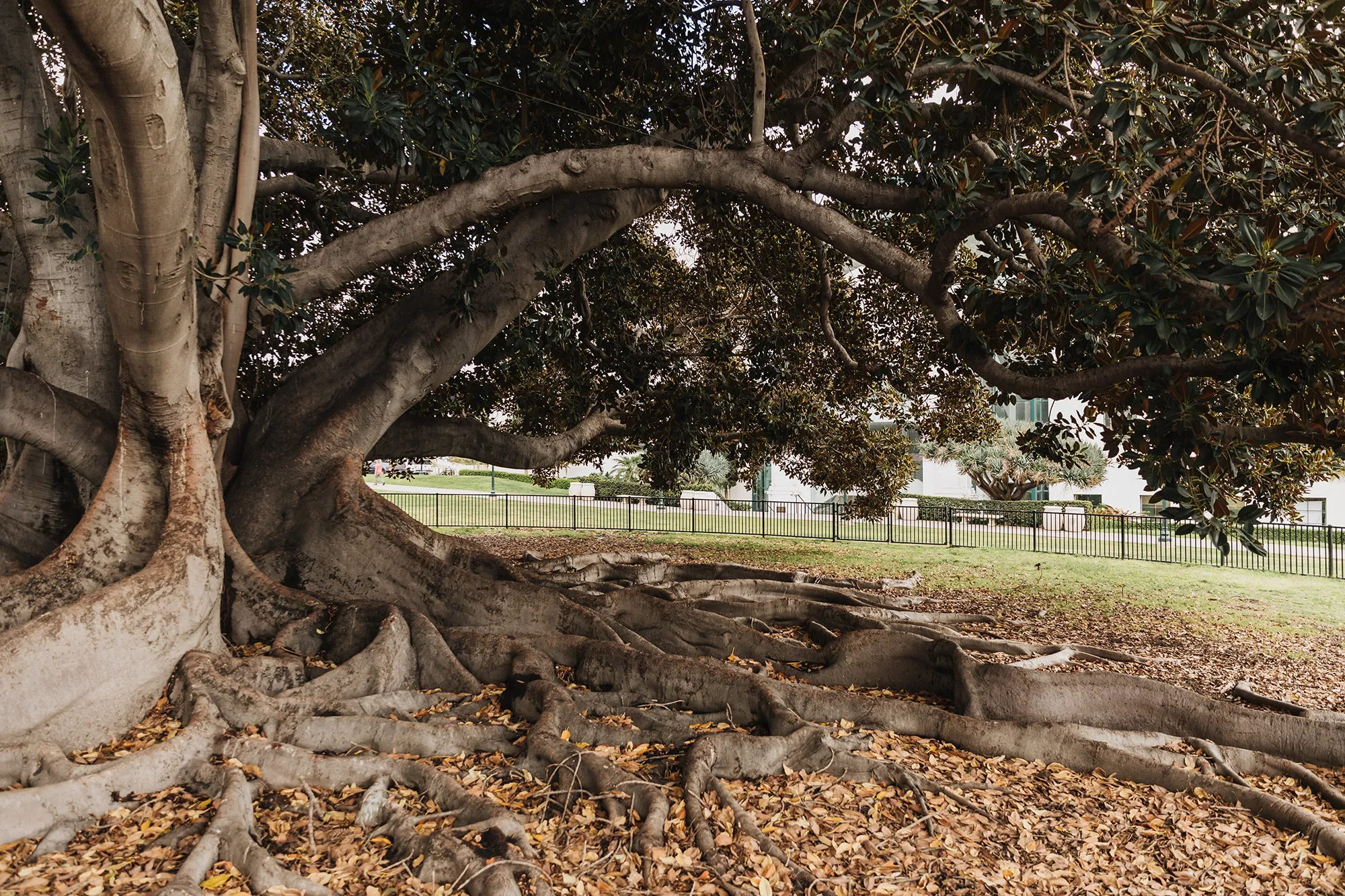 forbi motor sammensatte Moreton Bay Fig Tree - Balboa Park