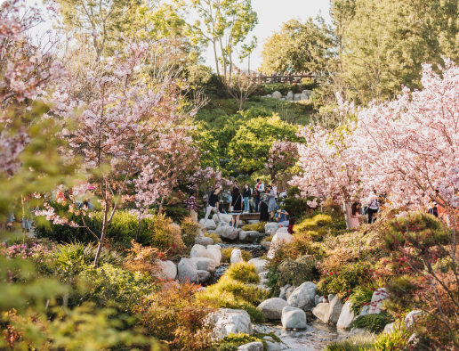 A group of diverse people admiring cherry blossom trees and the surrounding gardens in the Japanese Friendship Garden.