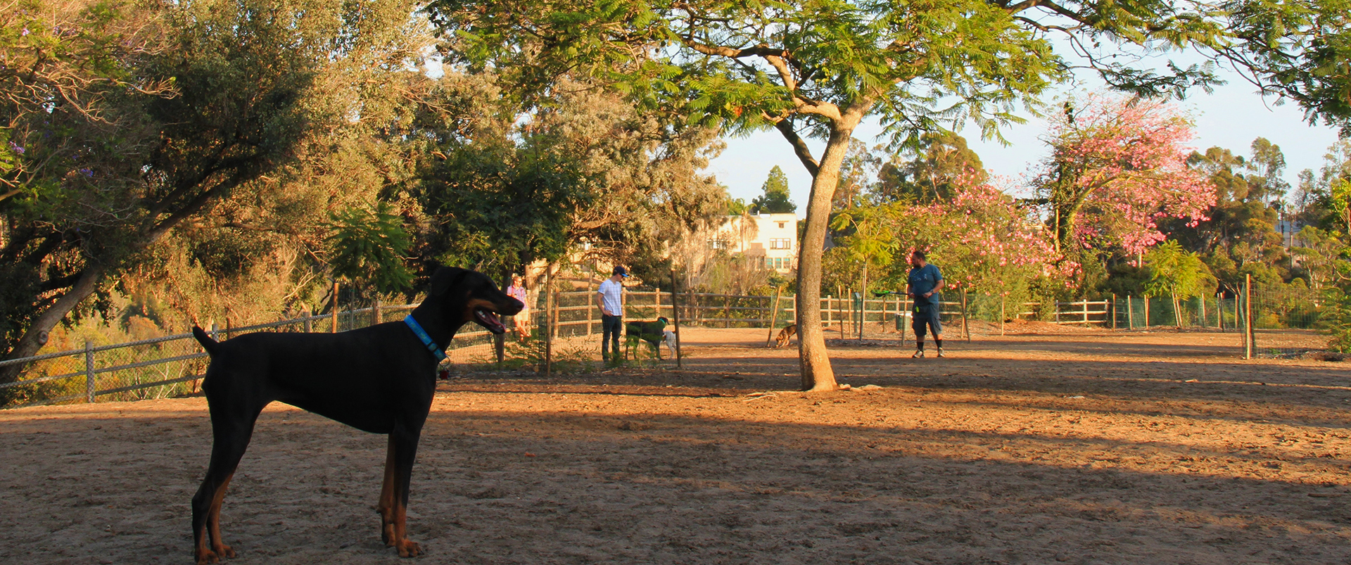 A doberman pincher dog wearing a blue collar standing under trees at a fenced in dog park.