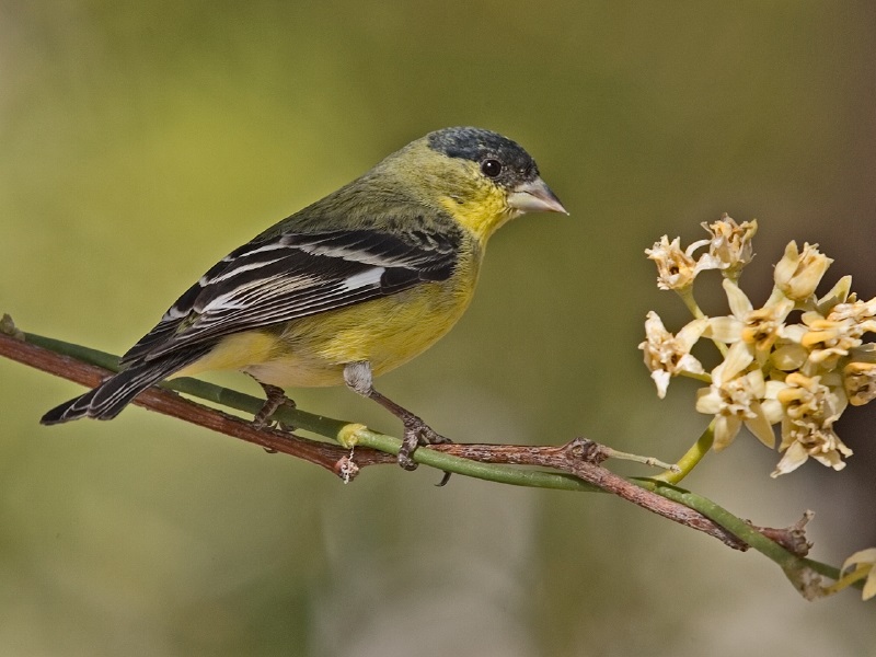 A lesser gold finch sitting on a flowering tree branch.