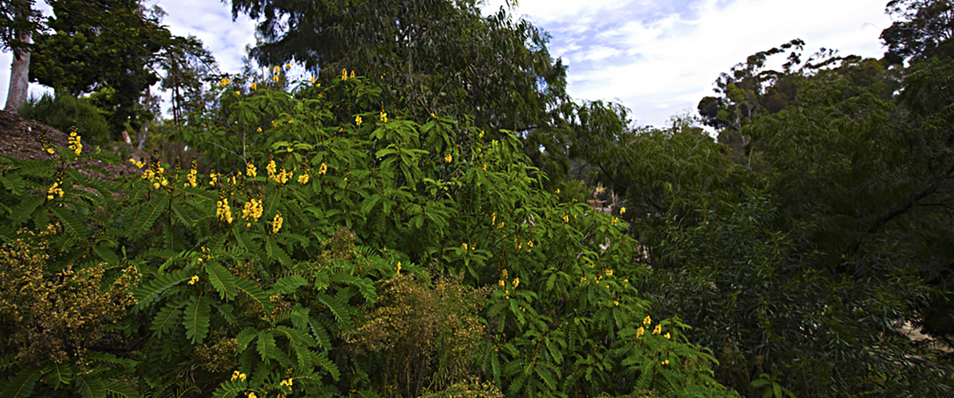 Various different green and flowering trees in the Australian Garden.