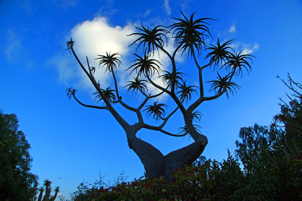 Desert Garden - Balboa Park