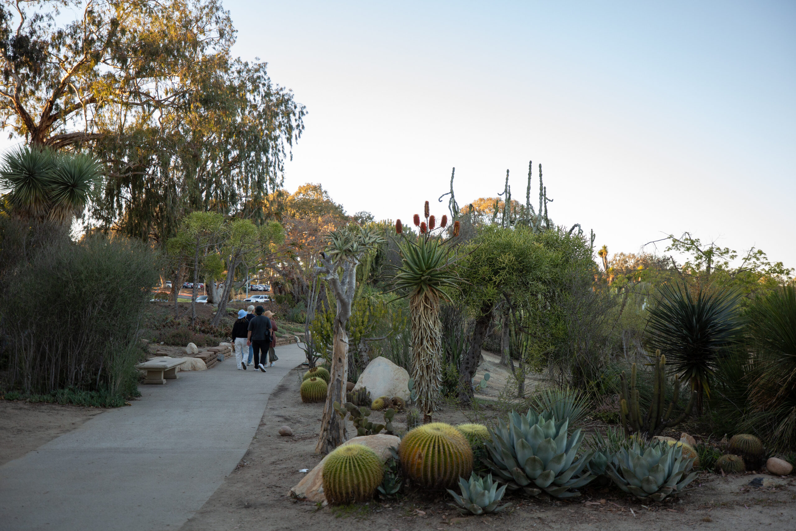 Yucca and other desert shrubs and plants surrounding a cement walkway in the Desert garden.