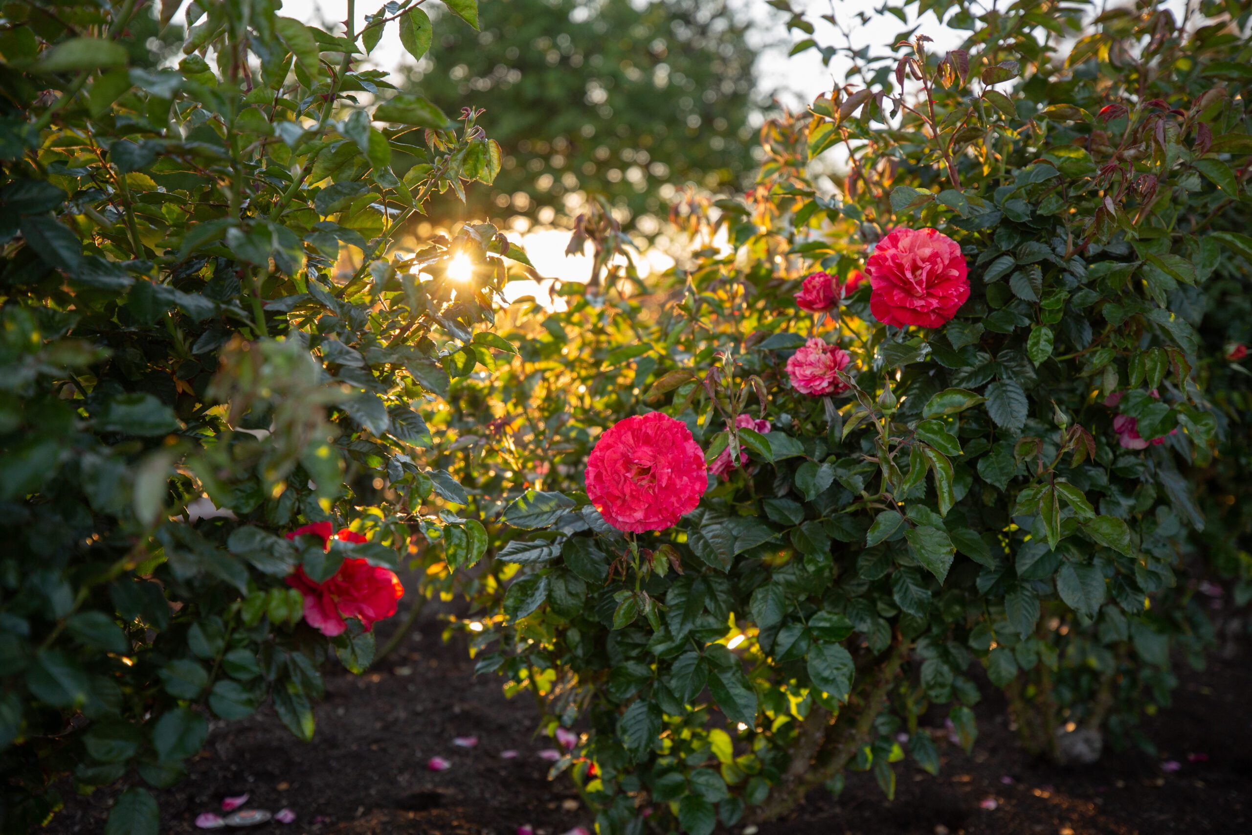 Inez Grant Parker Memorial Rose Garden - Balboa Park