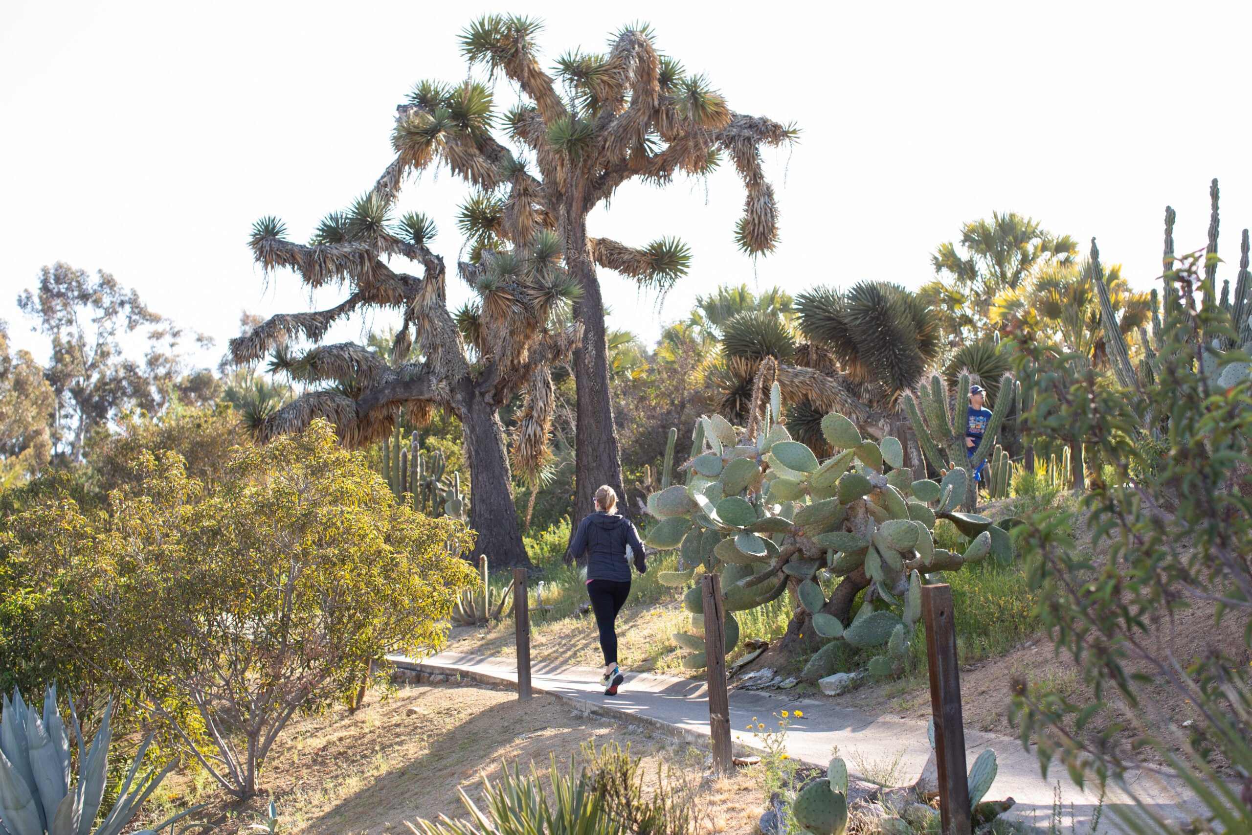 A person running on a cement pathway surrounded by yucca and other vegetation in the Florida Canyon Native Plant Preserve.