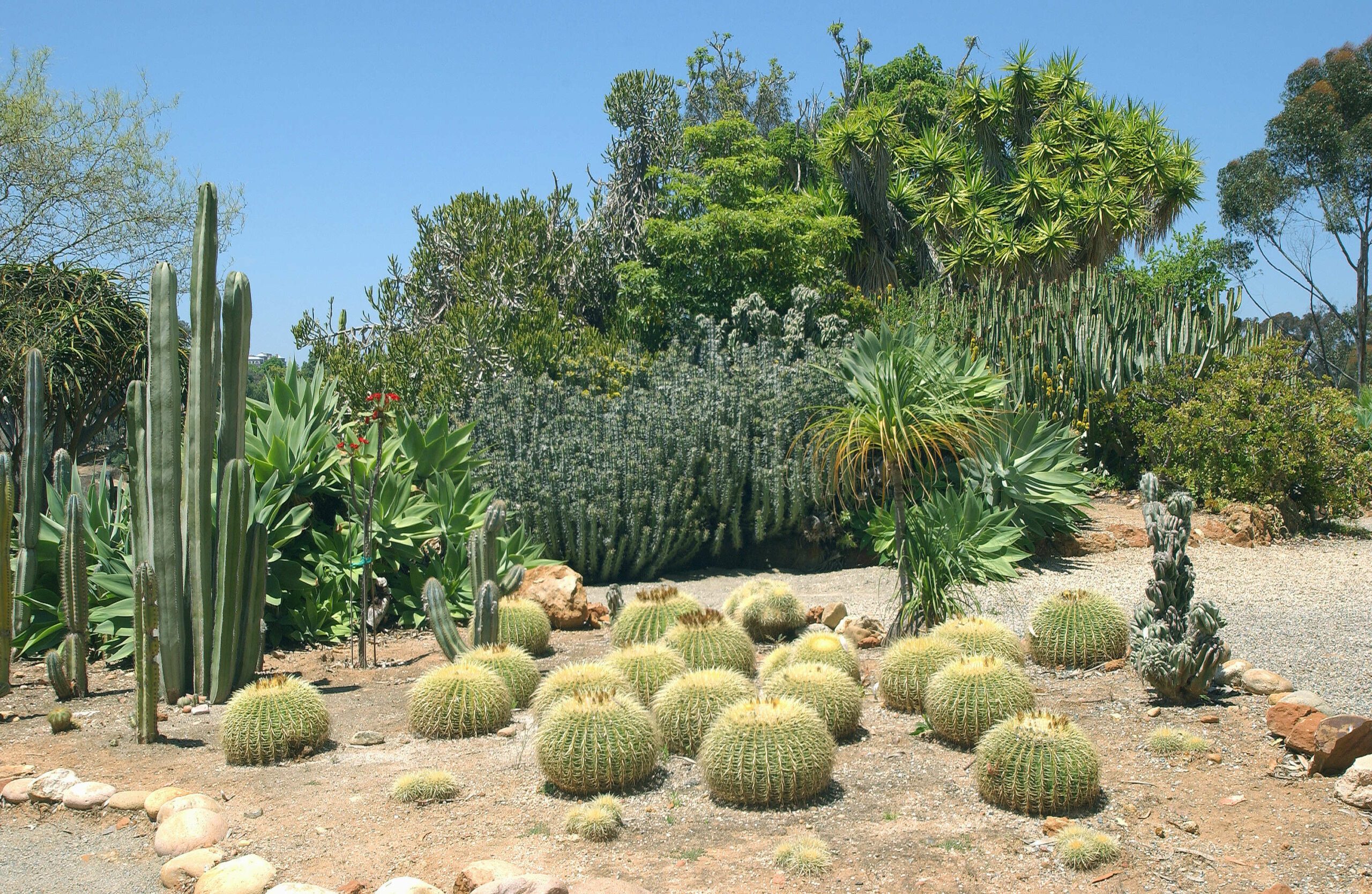 Cactus Garden