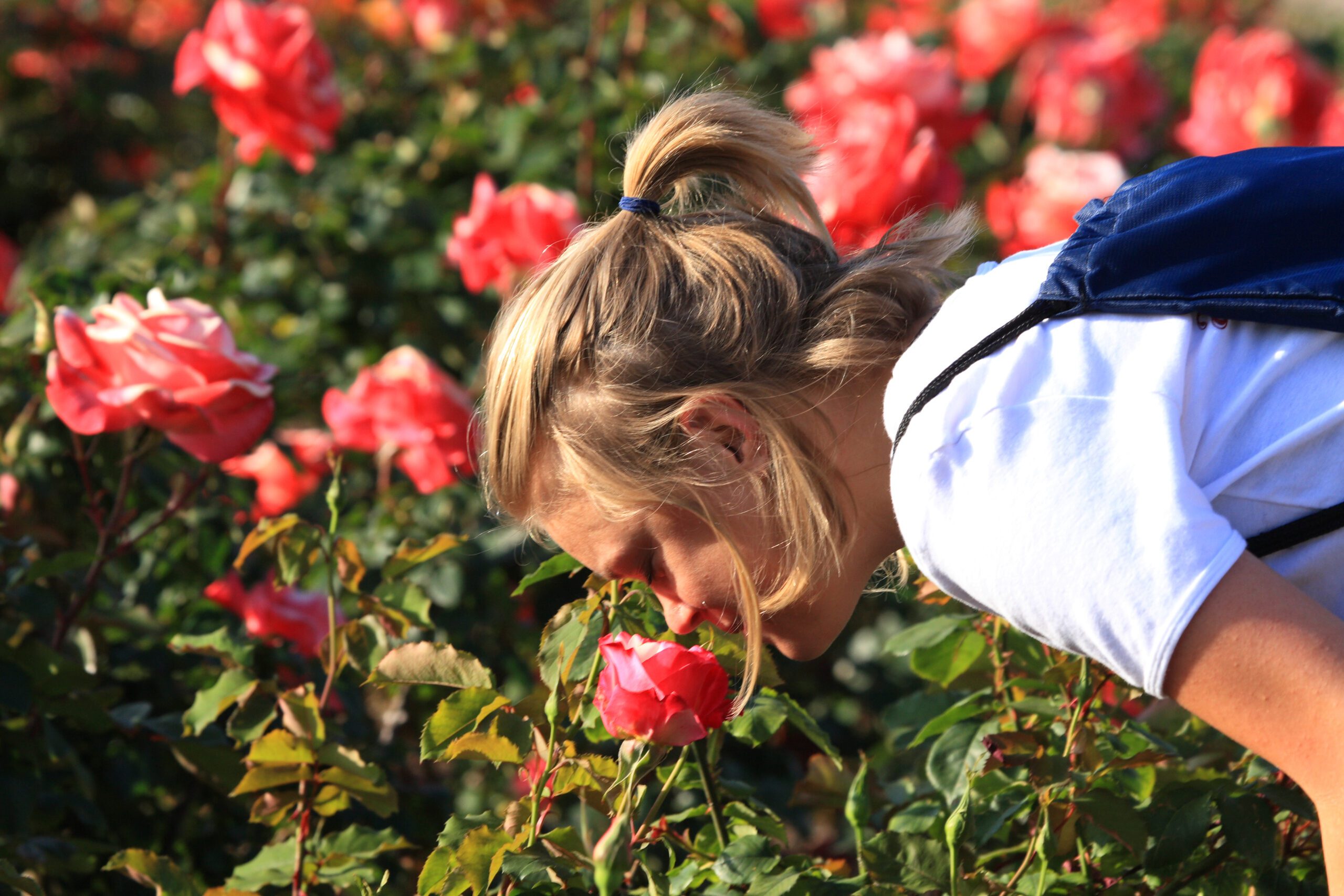 Rosa Garden Mystic Moments, ROPGA, Garden Roses