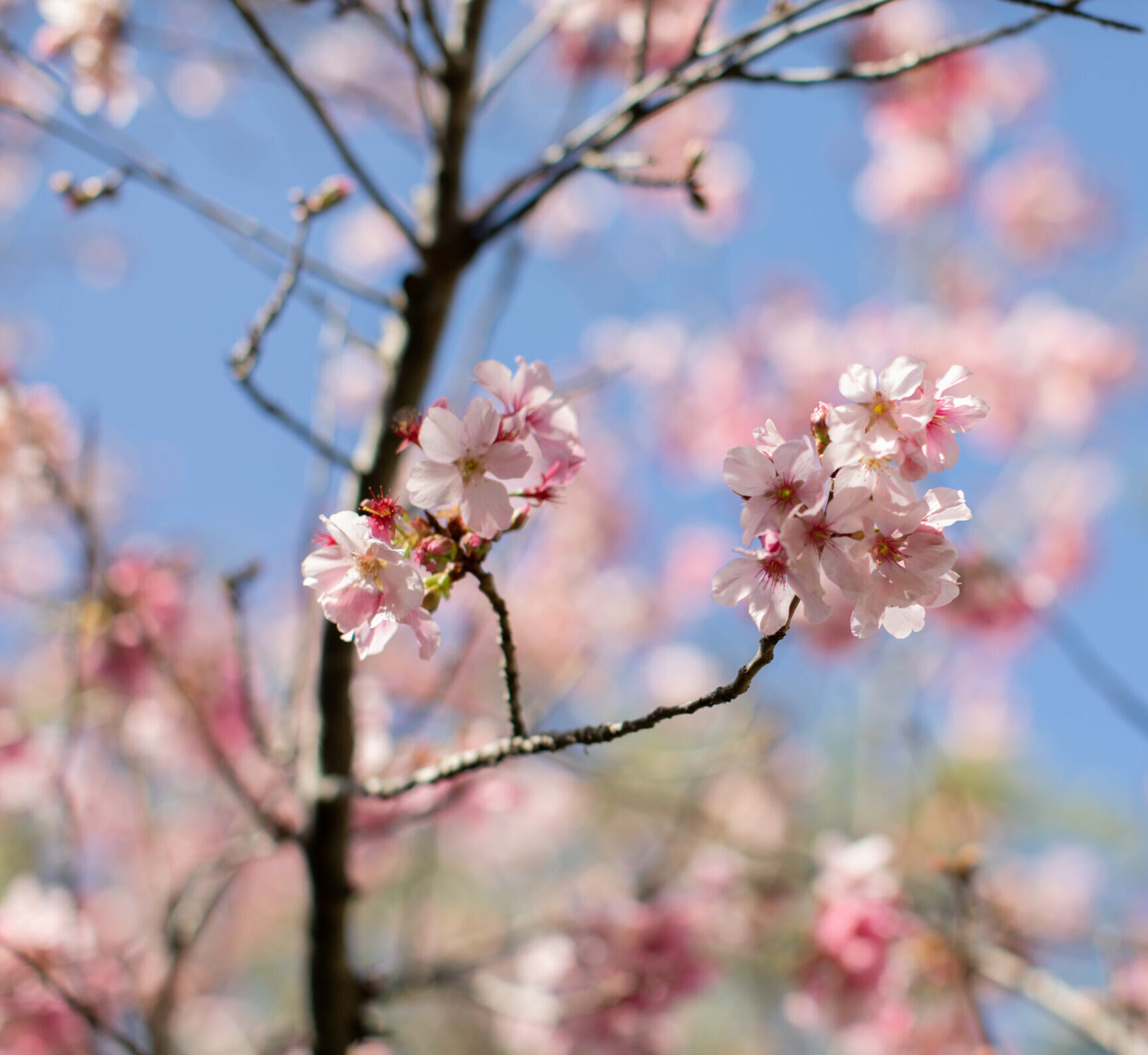 A close-up photograph of cherry blossoms on a branch in the Japanese Friendship Garden.