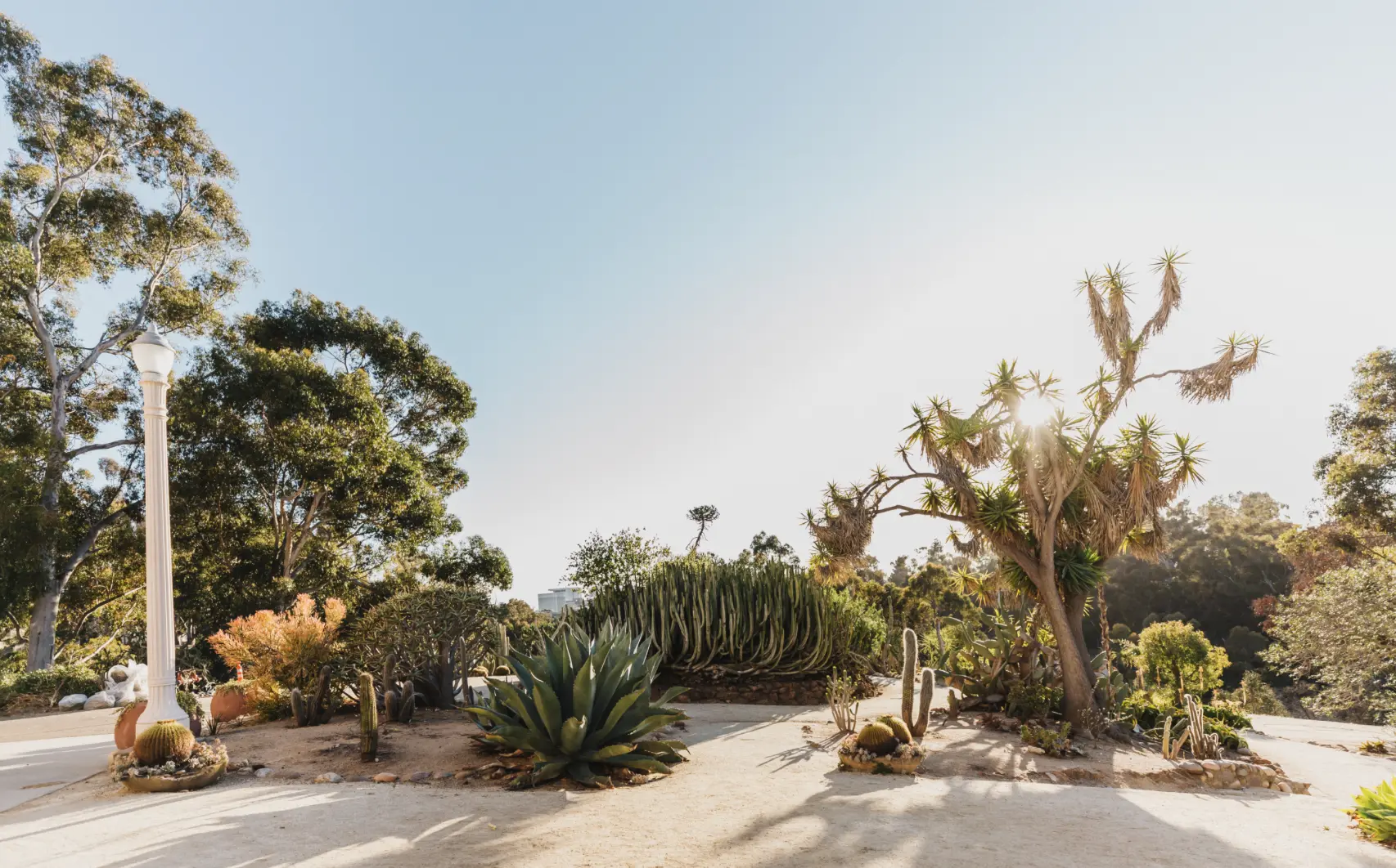 Cacti and other desert vegetation in Balboa Park.