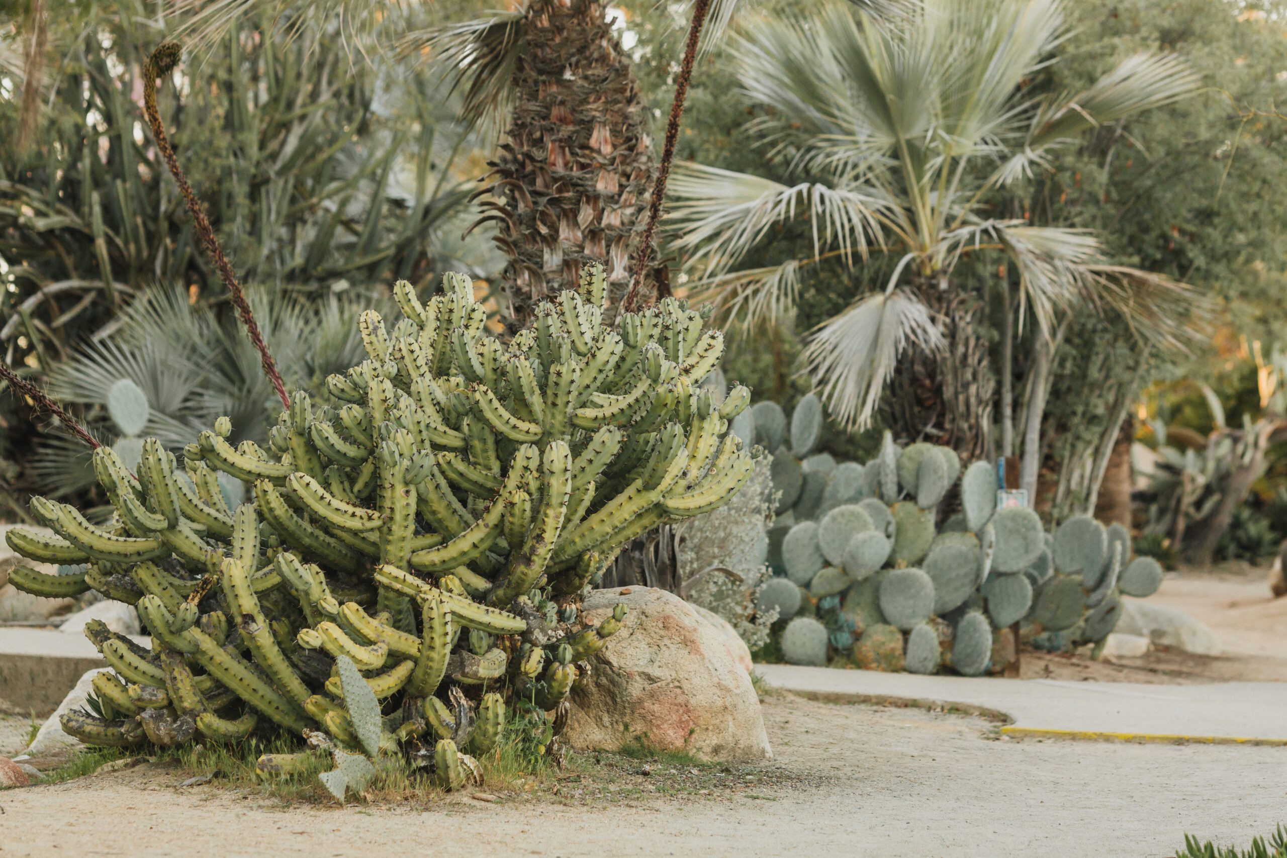 CACTUS GARDEN