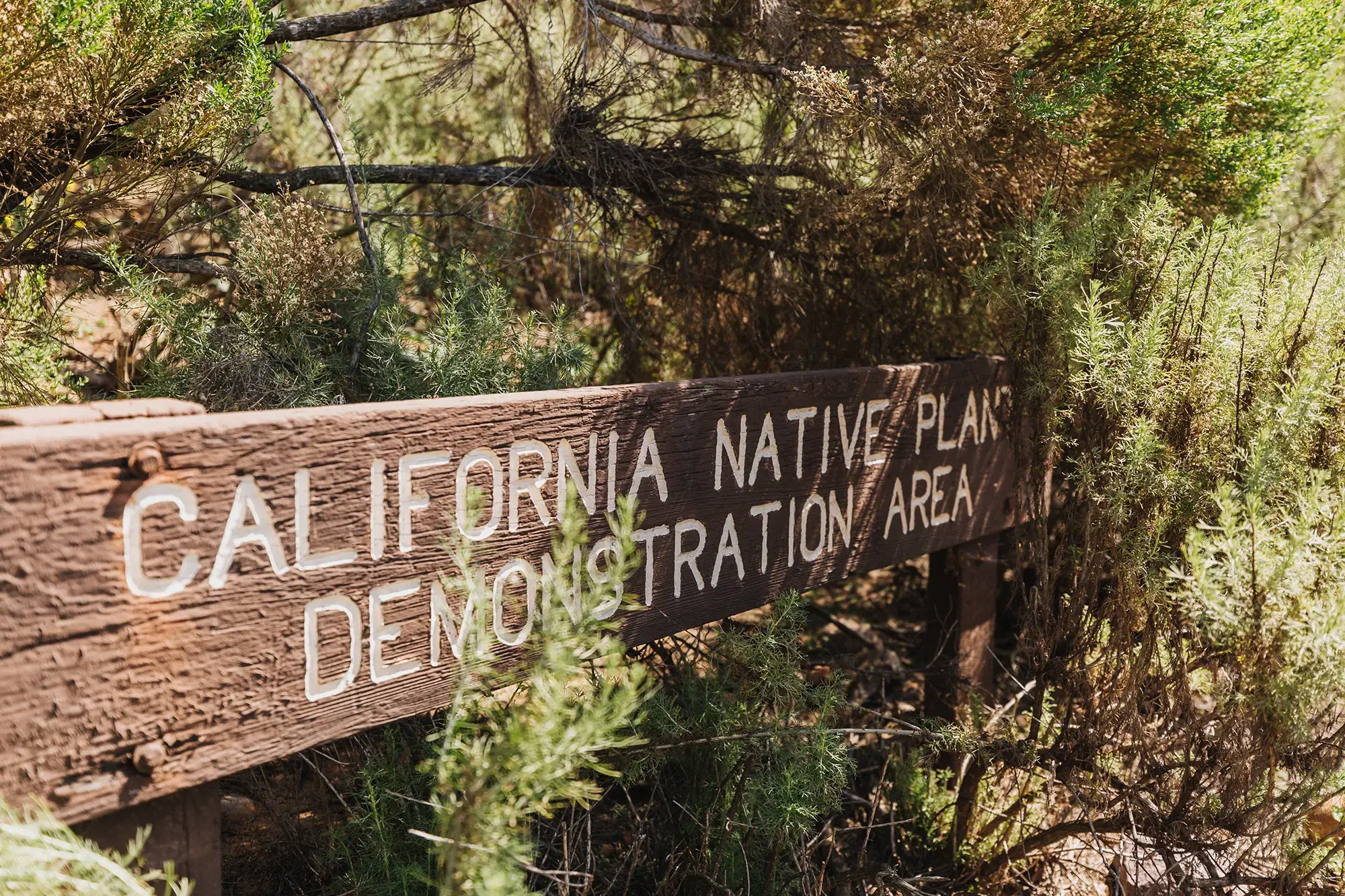 California Native Plants