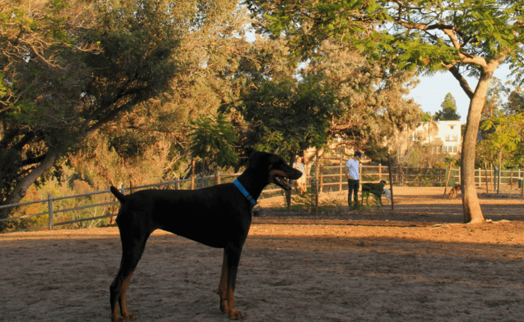 Nate's Dog Park