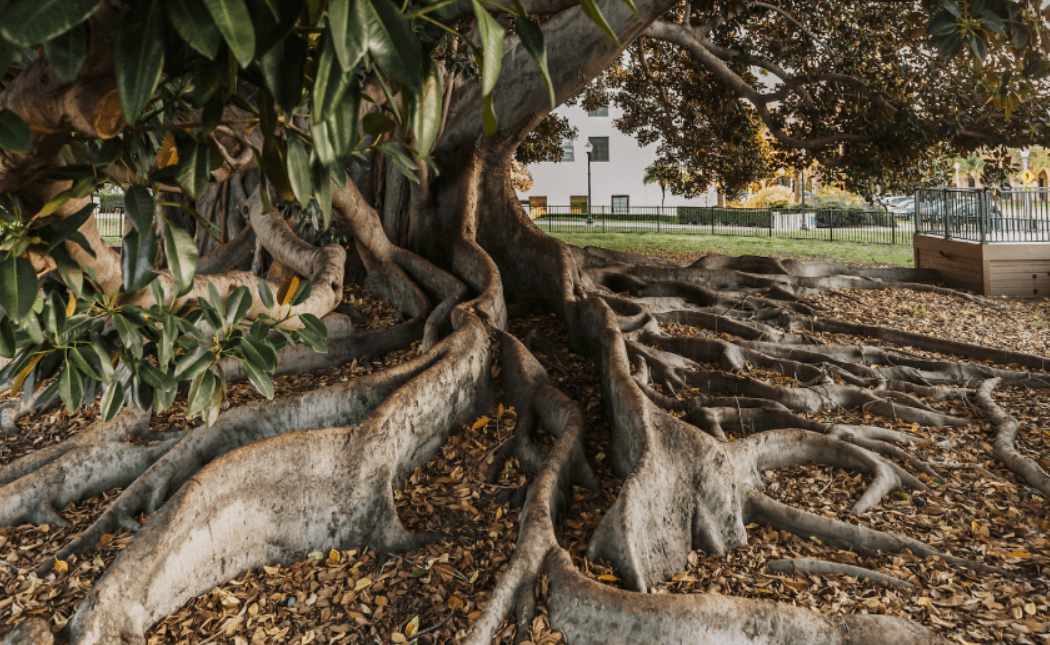 Moreton Bay Fig Tree