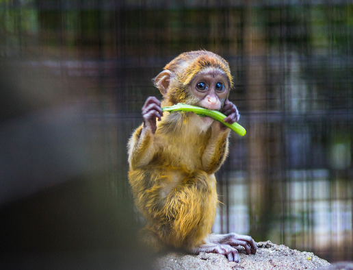 A young De Brazzas monkey sitting on a rock eating a piece of celery.