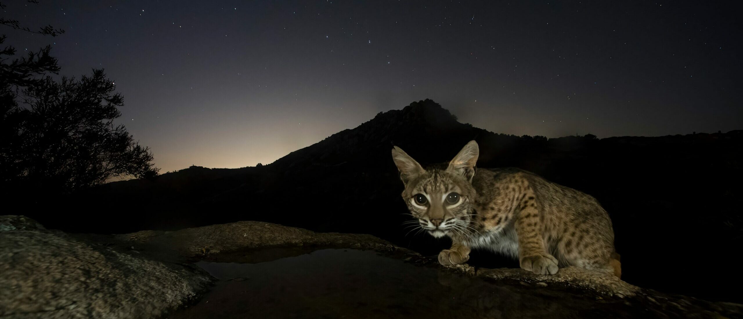 bobcat on a rock at night in the desert with stars in the sky