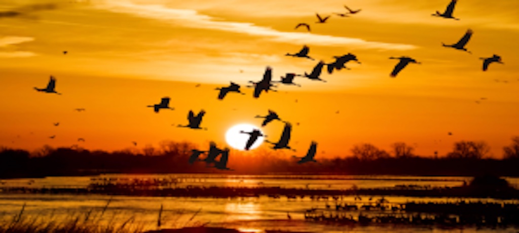 birds flying over water in front of a sunset