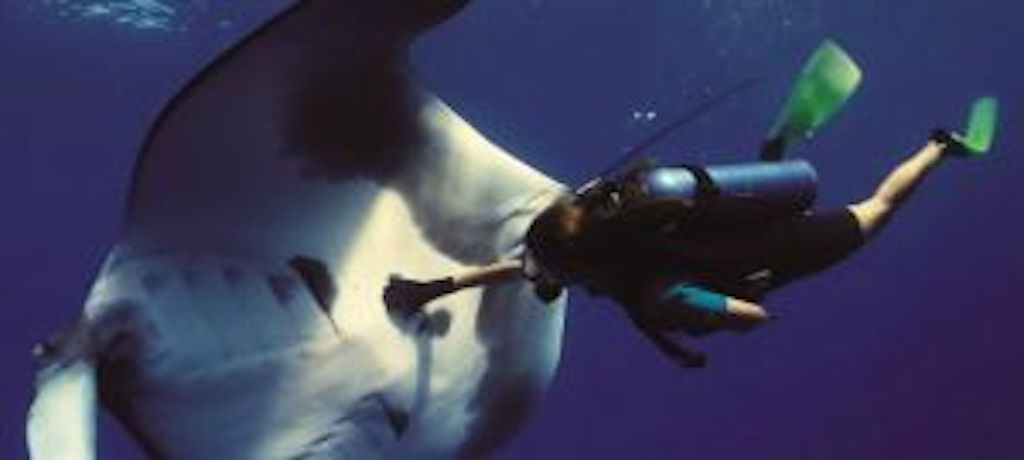 person scuba diving with a manta ray
