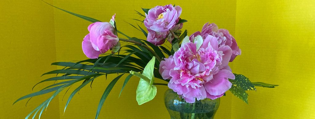 Pink flowers in a vase on a yellow background