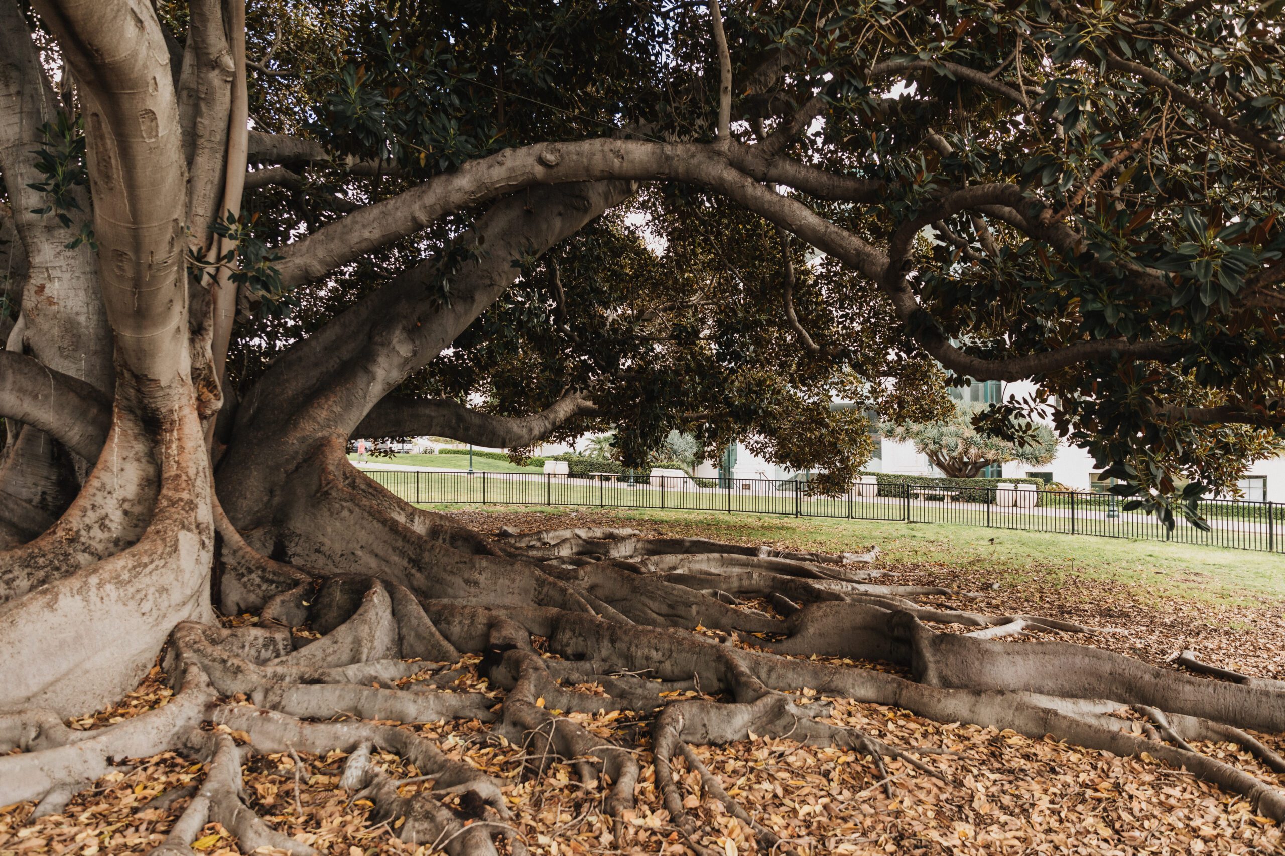 budget-friendly-adventures-balboa-park