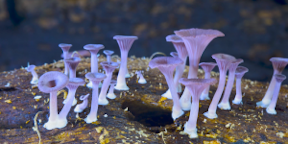 image of white mushrooms