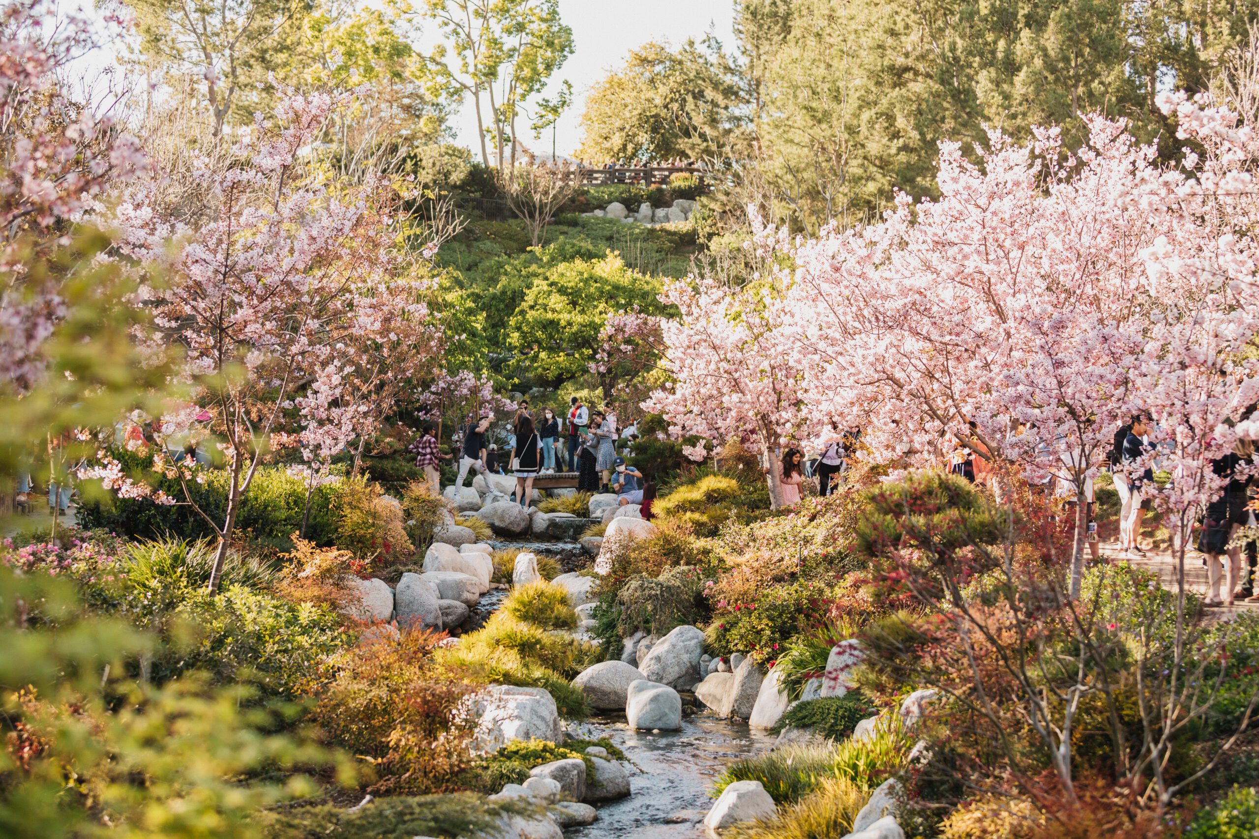 A group of people taking photos with their phones overlooking a stream surrounded by cherry blossom trees.