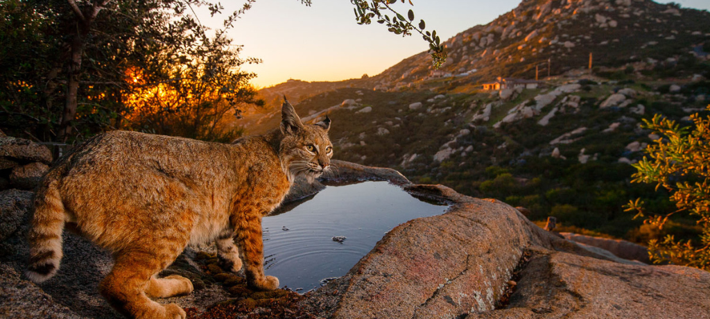 A mountain lion