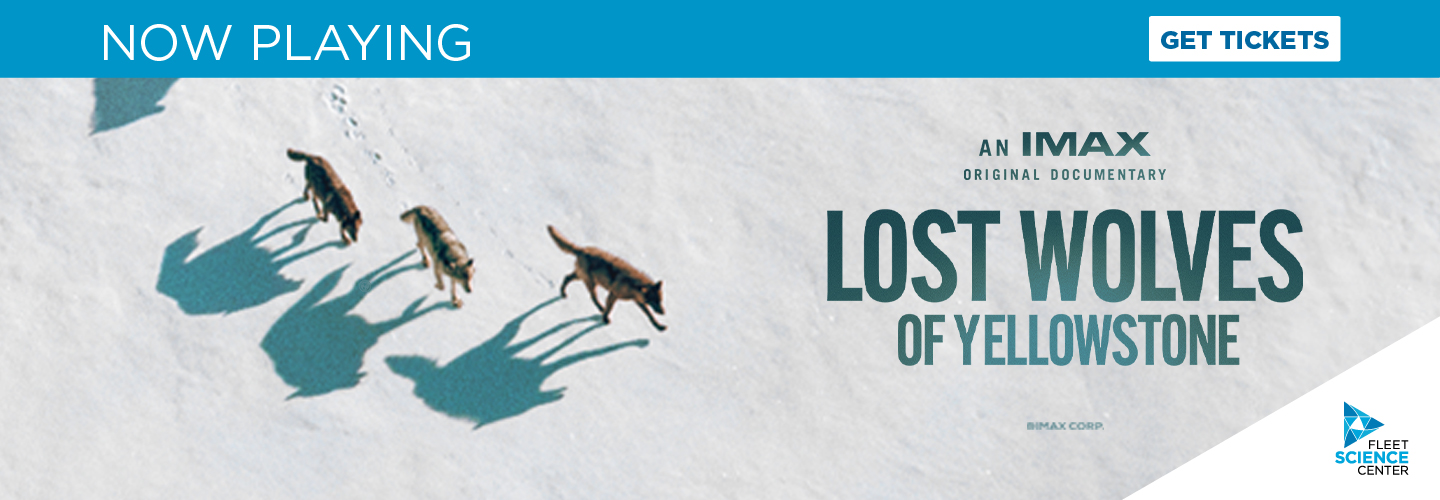 Lost Wolves of Yellowstone with images of wolves walking in the snow